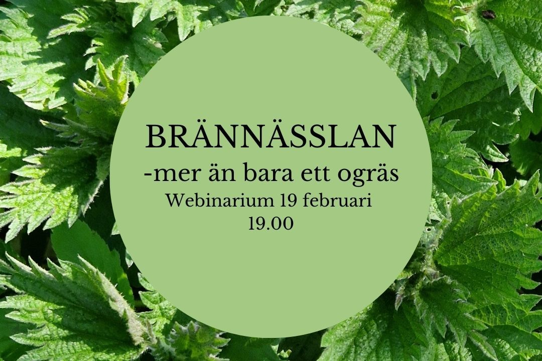 Brännässlan startsidan